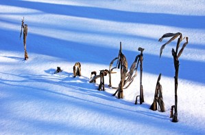 Winter Corn